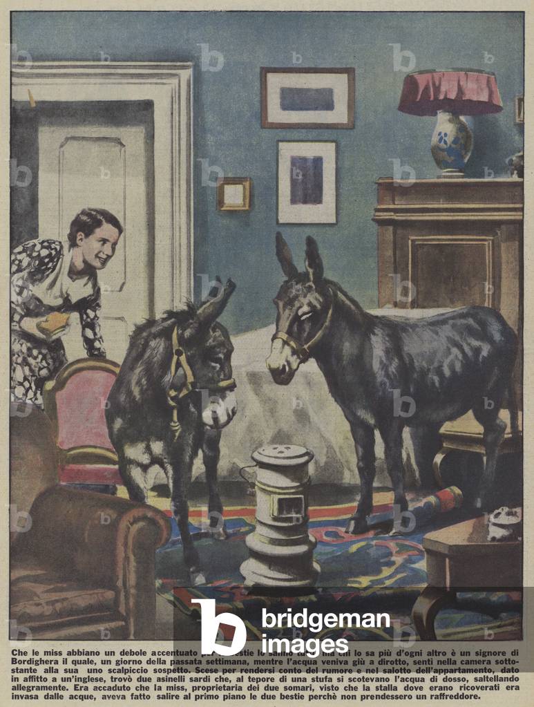 Two donkeys kept in an apartment in Bordighera, Italy (colour litho)