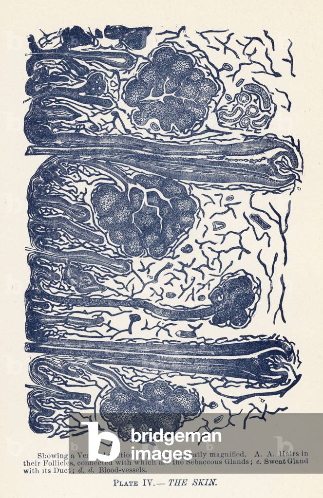 The Skin (colour litho)