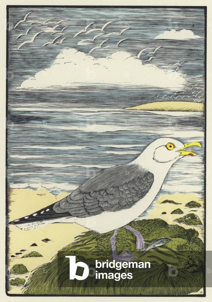 Herring Gull (coloured engraving)