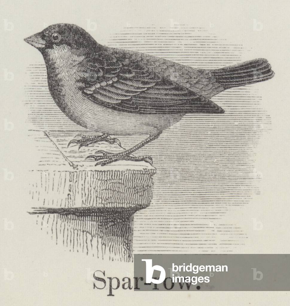 Sparrow (engraving)