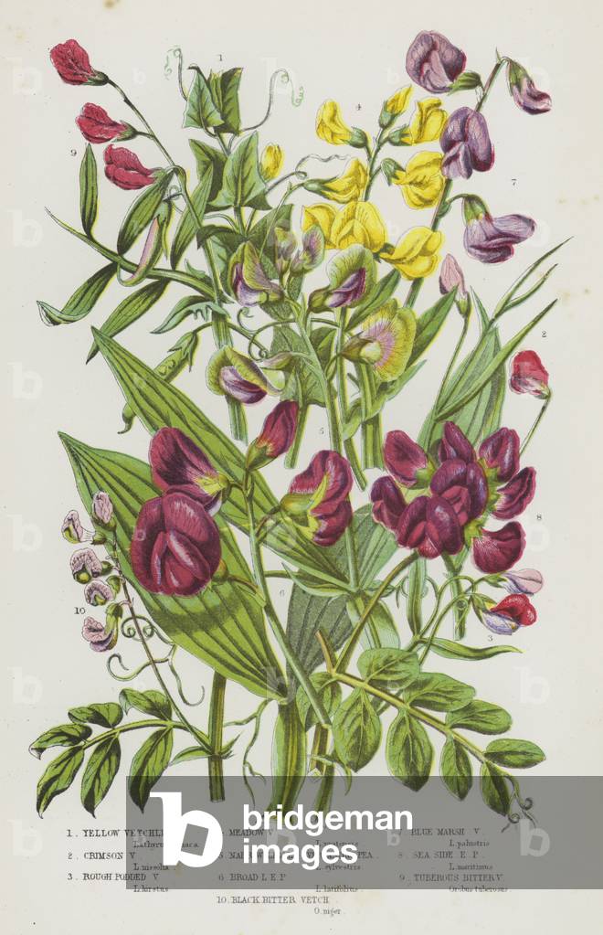 The Flowering Plants of Great Britain, c.1880 (litho)
