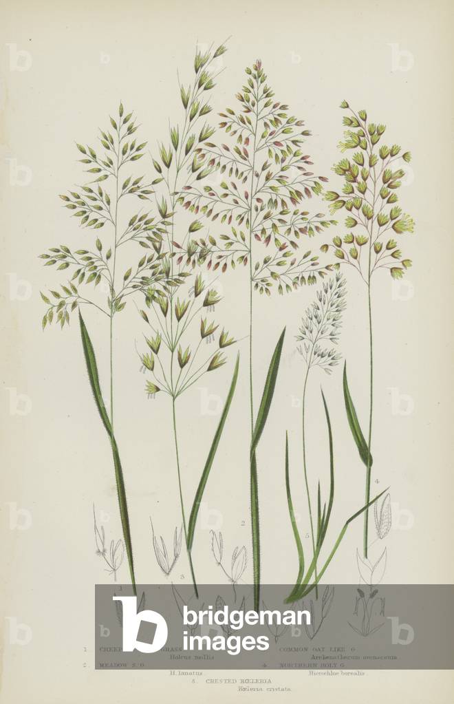 Creeping Soft Grass, Meadow Soft Grass, Common Oat Like Grass, Northern Holy Grass, Crested Koeleria (colour litho)