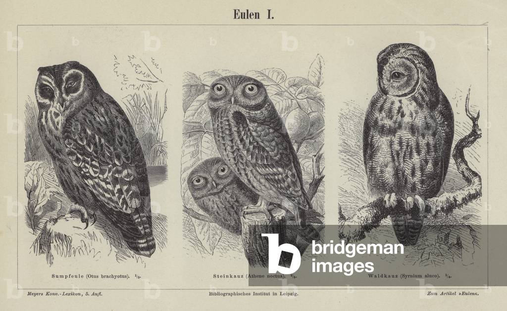 Owls (engraving)