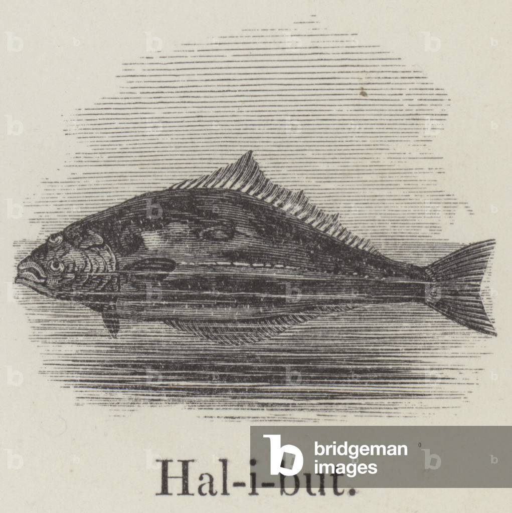 Halibut (engraving)