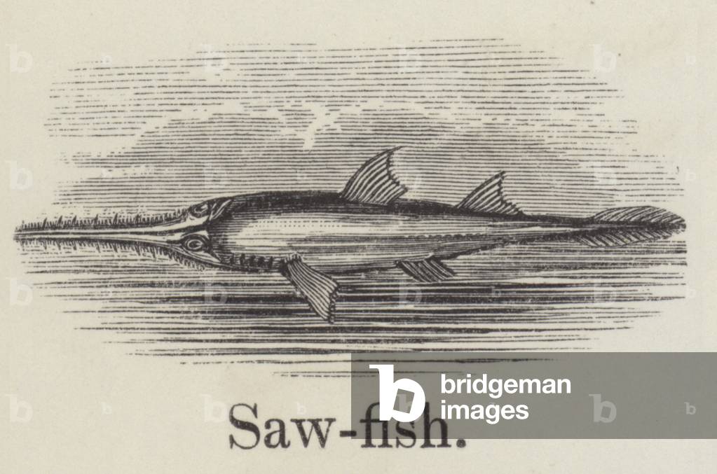 Sawfish (engraving)