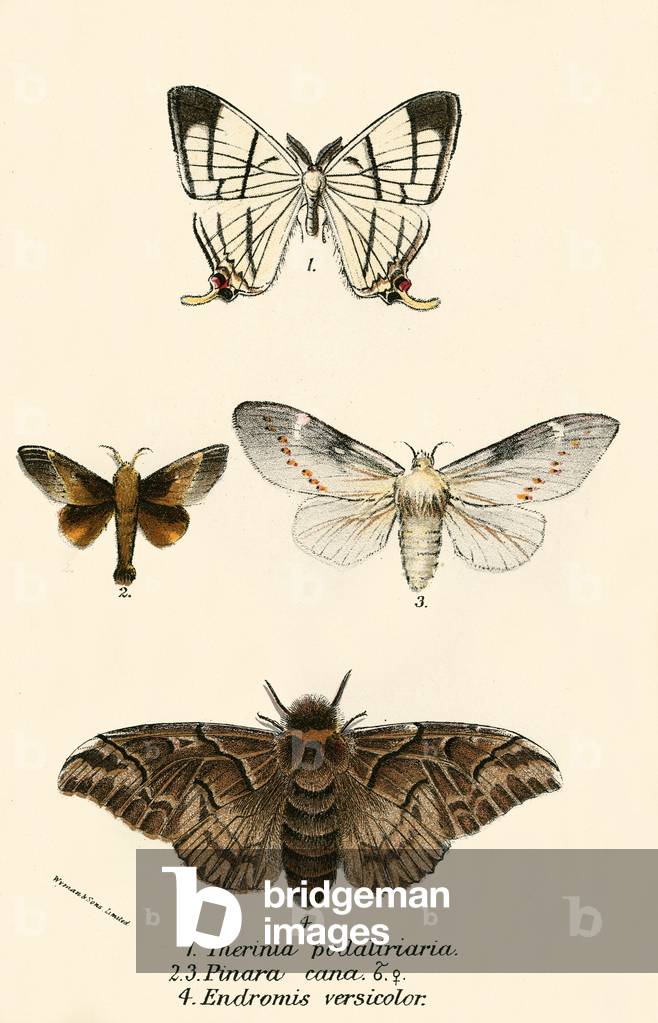 Butterflies