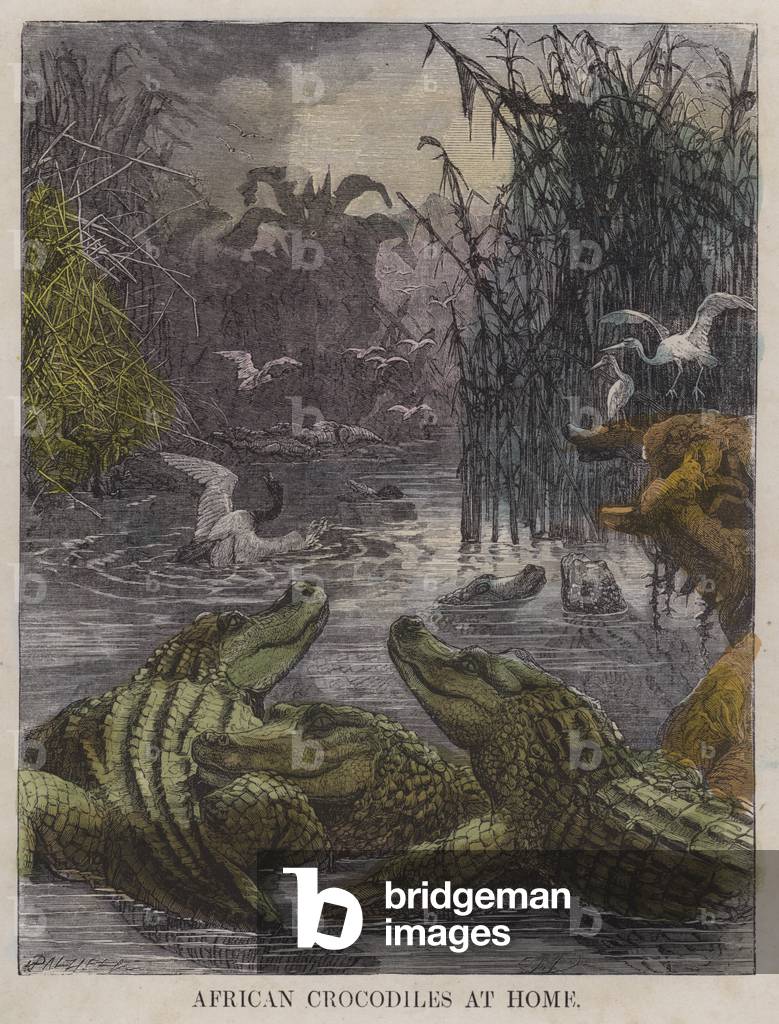 African crocodiles at home (coloured engraving)