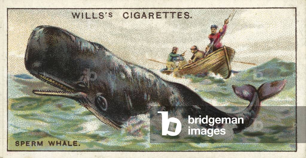 The Sperm Whale, which is sometimes found in British waters (chromolitho)