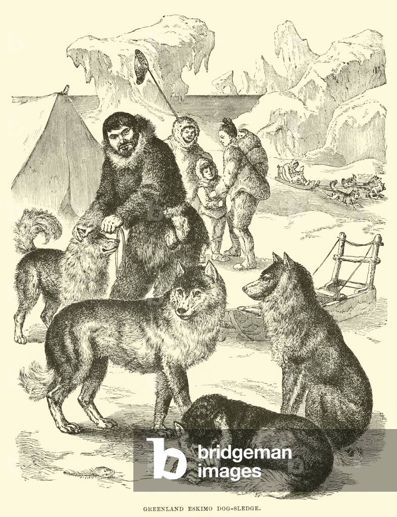 Greenland Eskimo dog-sledge (engraving)