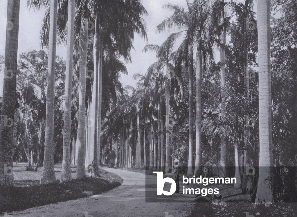Cabbage Palms in Peradeniya Gardens (b/w photo)