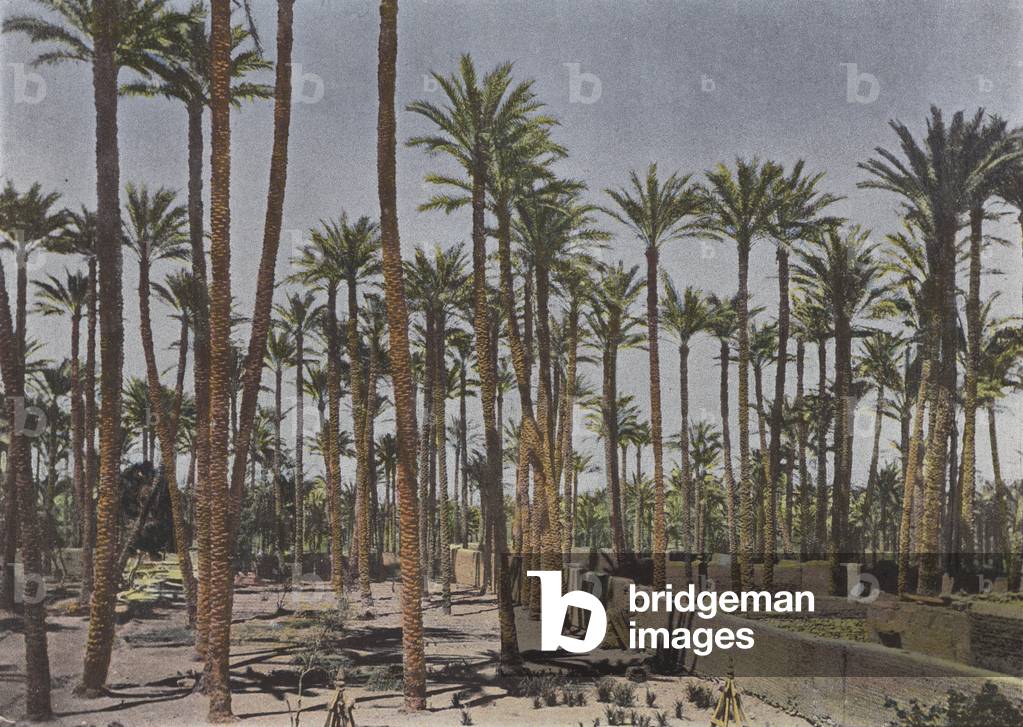 Palmiers De La Maison Vautiers (colour photo)