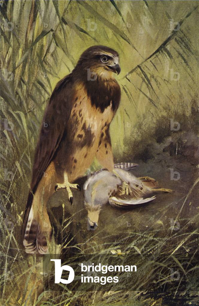 Buzzard (colour litho)