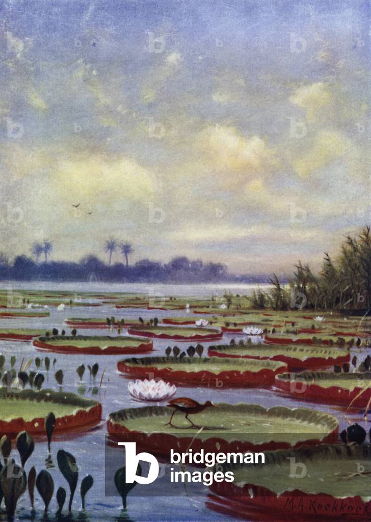 The Giant Water-Lily (colour litho)