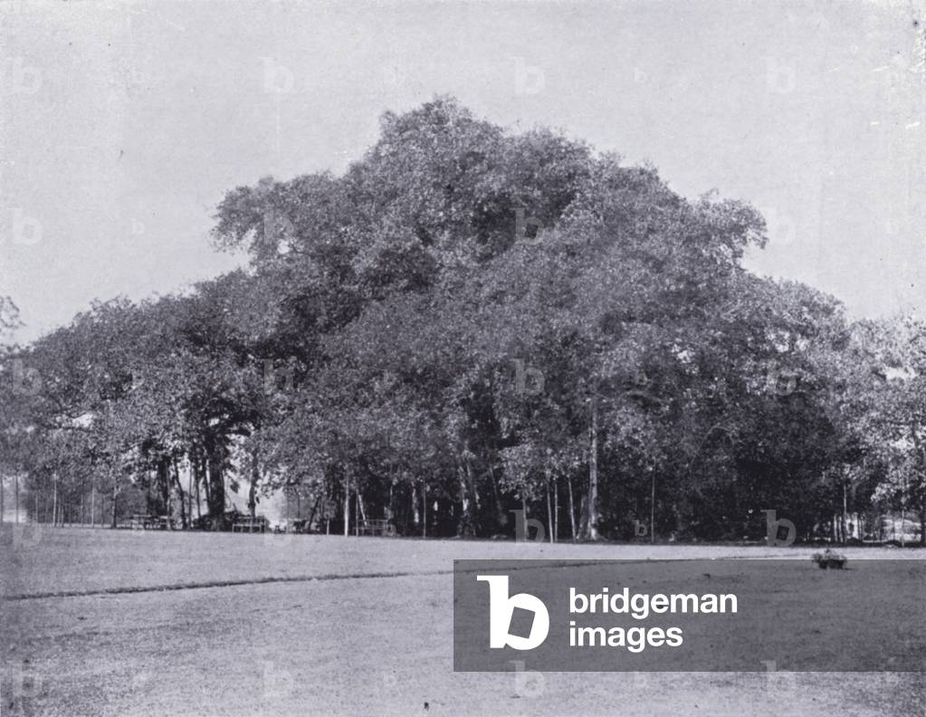 Calcutta: The Banyan Tree (b/w photo)