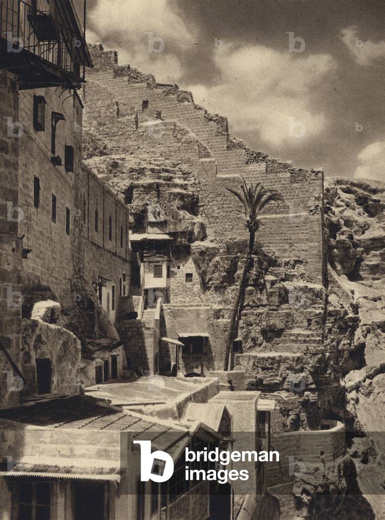 Mar Saba, Palm of St Sabas (b/w photo)