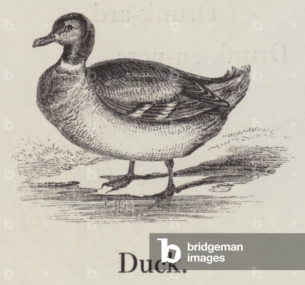 Duck (engraving)