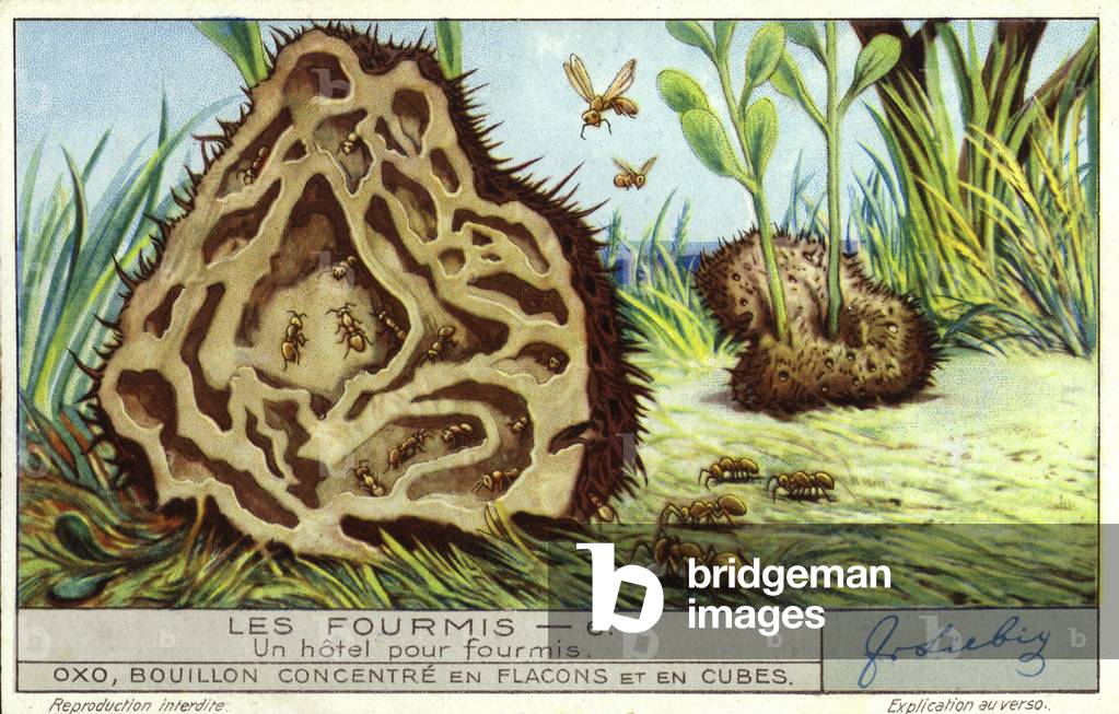 Ant colony (chromolitho)