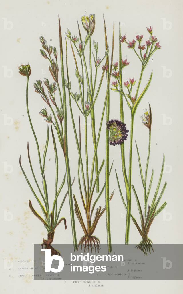 The Flowering Plants of Great Britain, c.1880 (litho)