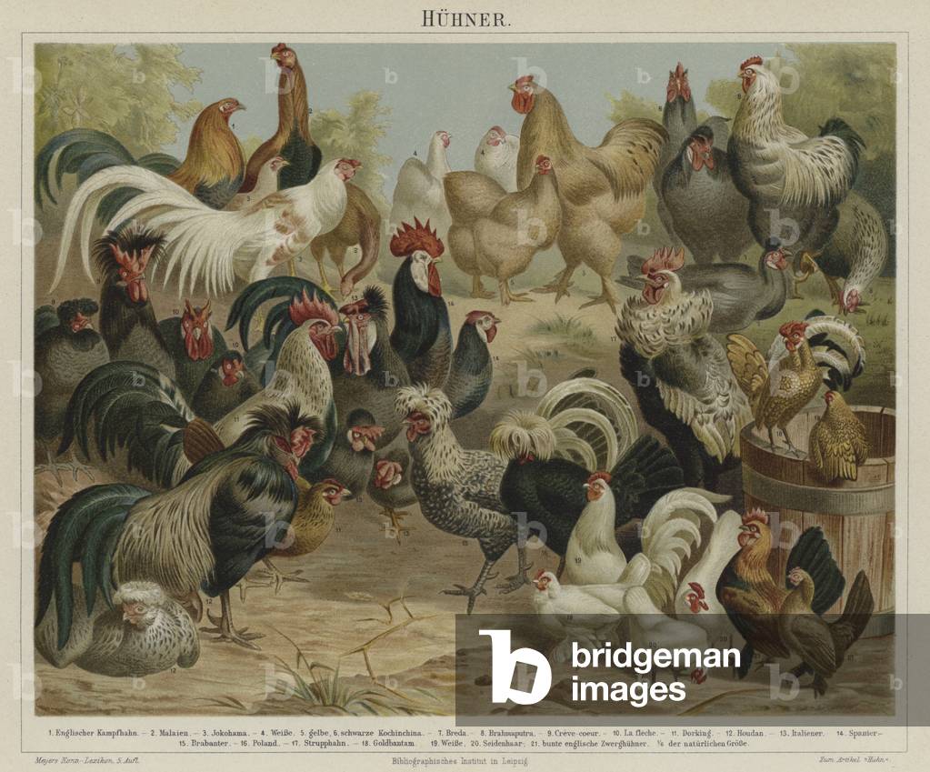 Chickens (colour litho)