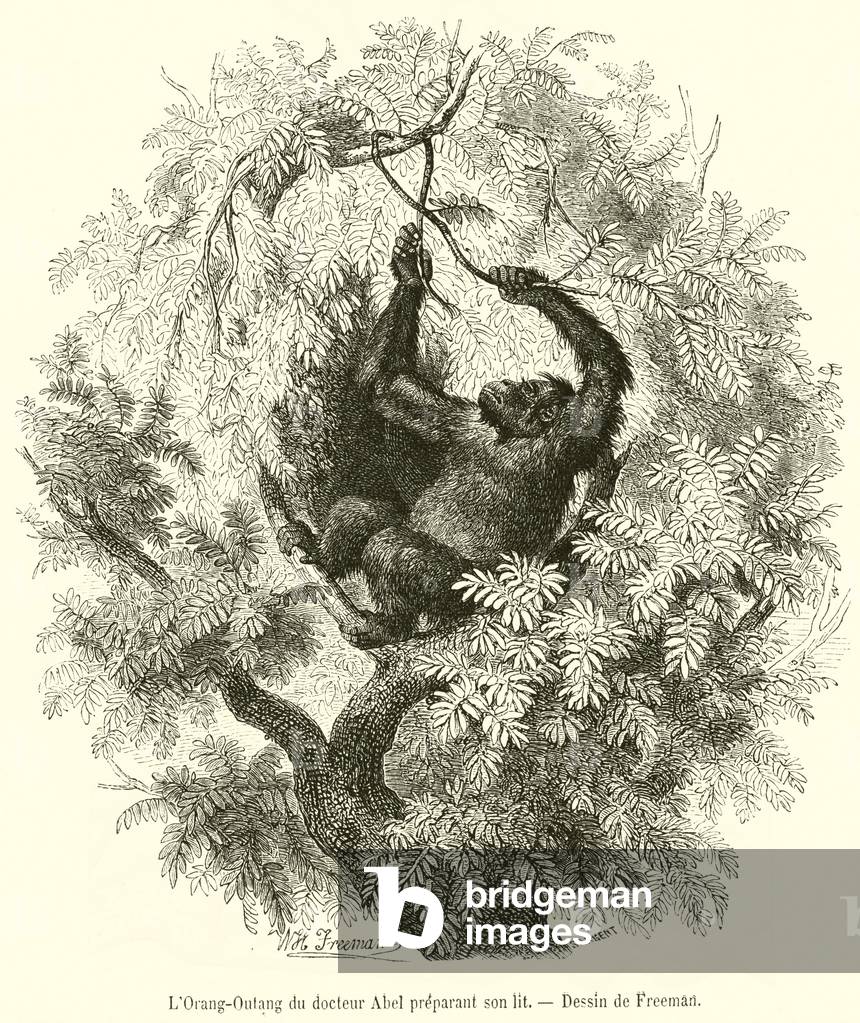 L'Orang-Outang du docteur Abel preparant son lit (engraving)
