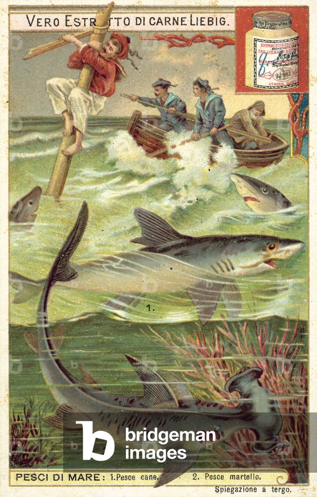 Sharks (chromolitho)