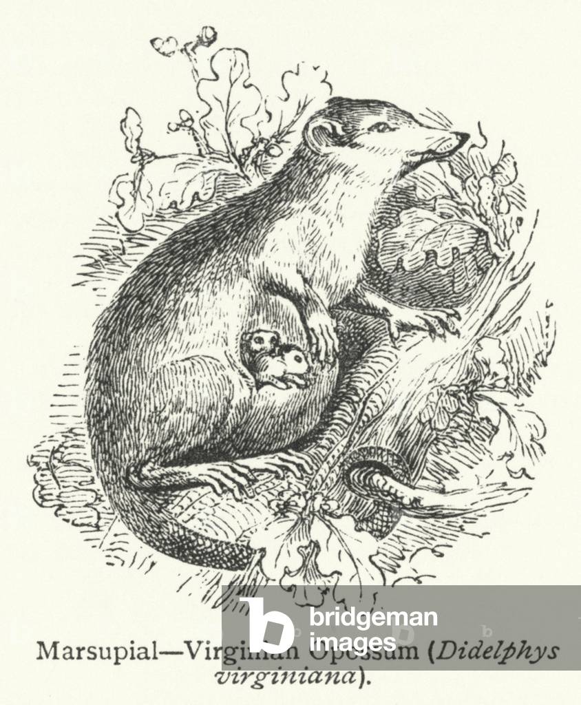Marsupial, Virginian Opossum (Didelphys virginiana) (engraving)