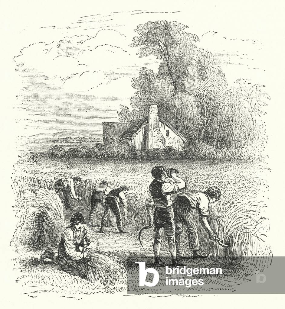 August harvest (engraving)