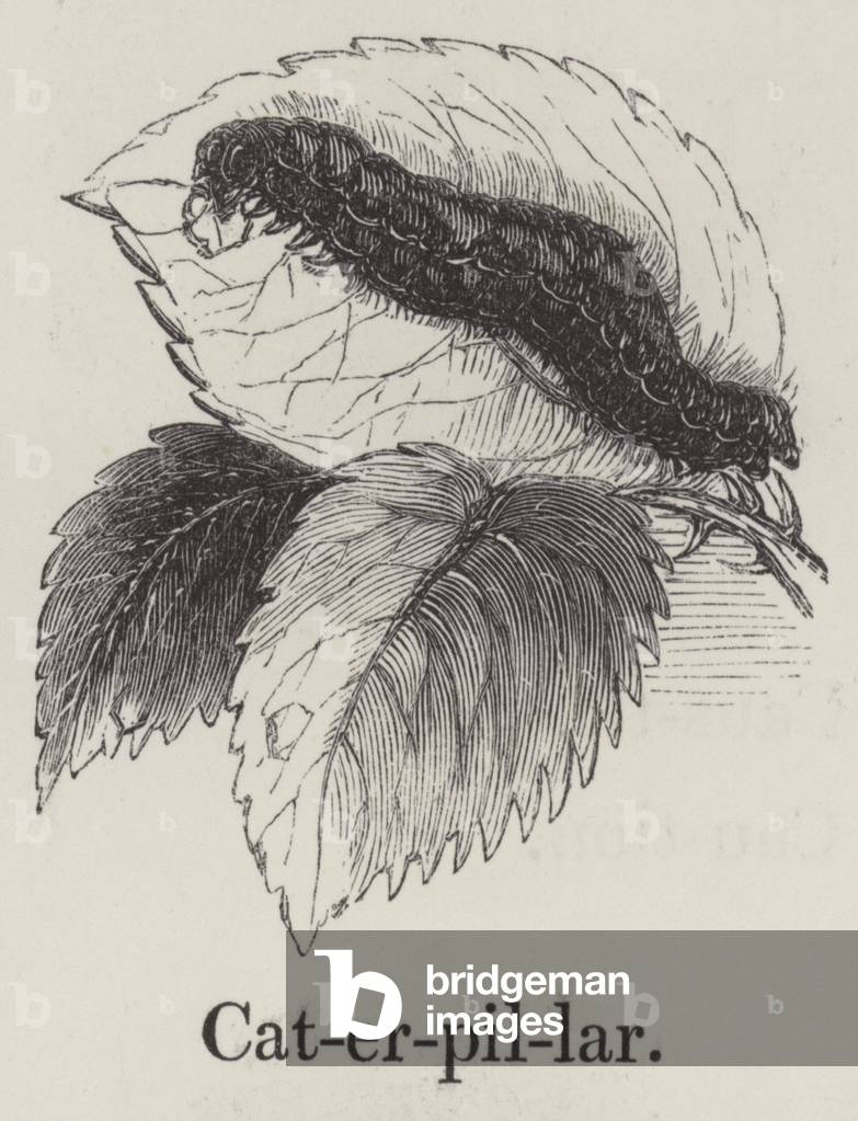 Caterpillar (engraving)