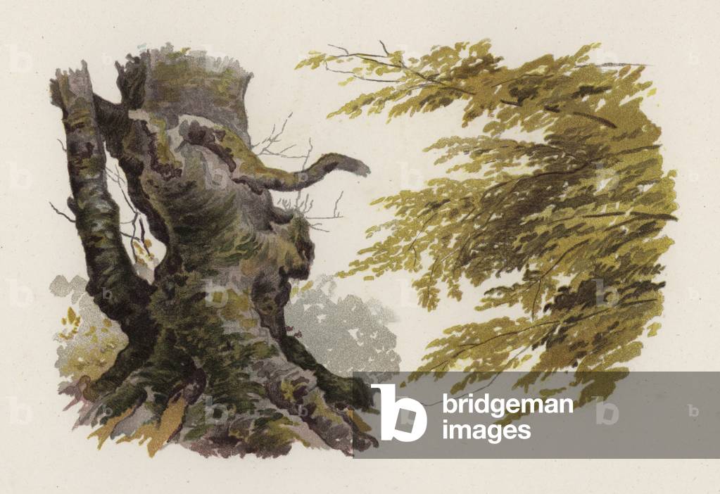 Trees: The Beech (colour litho)