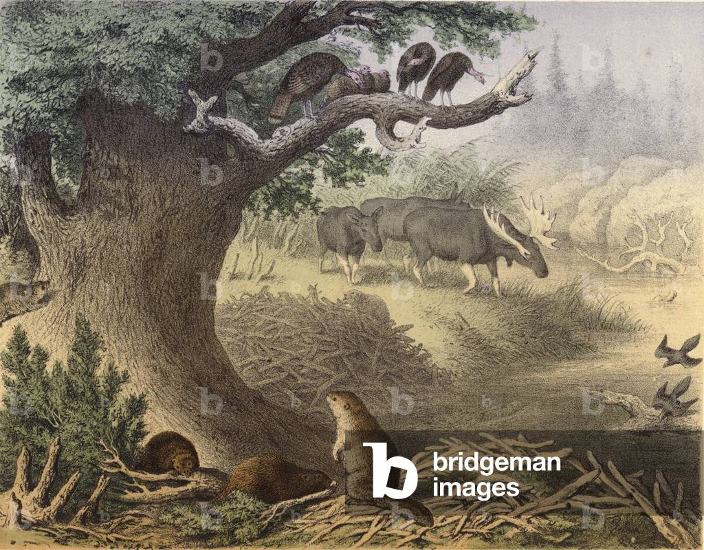A scene in Northern Canada, the racoon, the beaver, wild turkeys, the elk, the passenger pigeon (chromolitho)