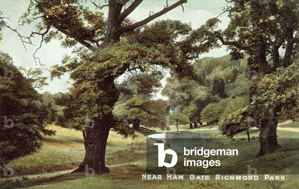 Near Ham Gate, Richmond Park, London (colour photo)