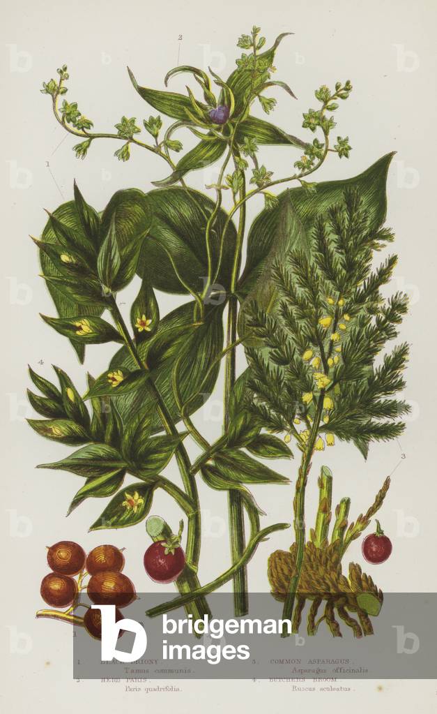 Flowering Plants of Great Britain: Black Briony, Herb Paris, Common Asparagus, Butchers Broom (colour litho)