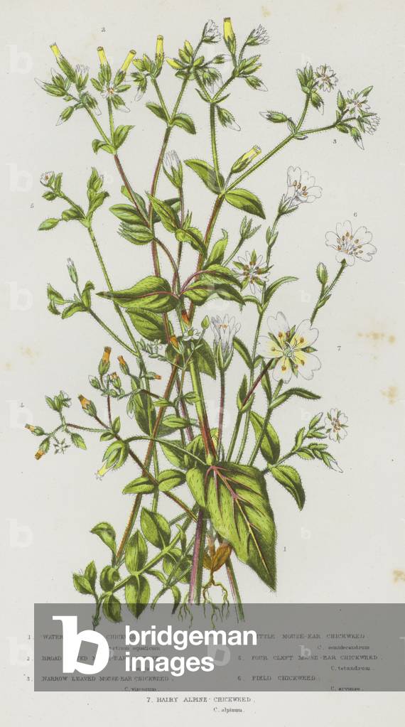 The Flowering Plants of Great Britain, c.1880 (litho)
