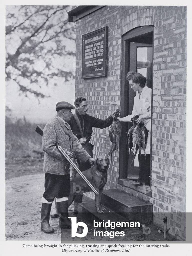 Game being brought in for plucking, trussing and quick freezing for the catering trade (b/w photo)