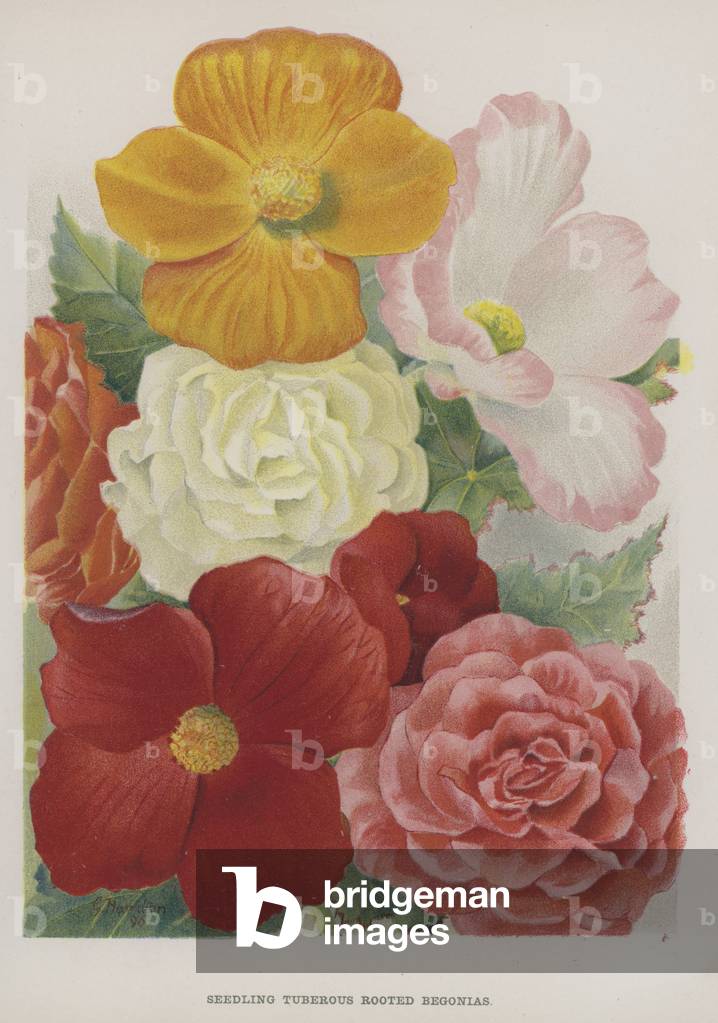 Seedling Tuberous Rooted Begonias (chromolitho)