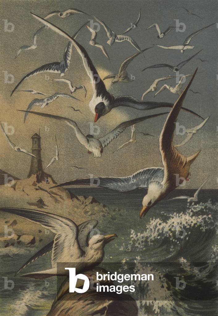 Seagulls (chromolitho)