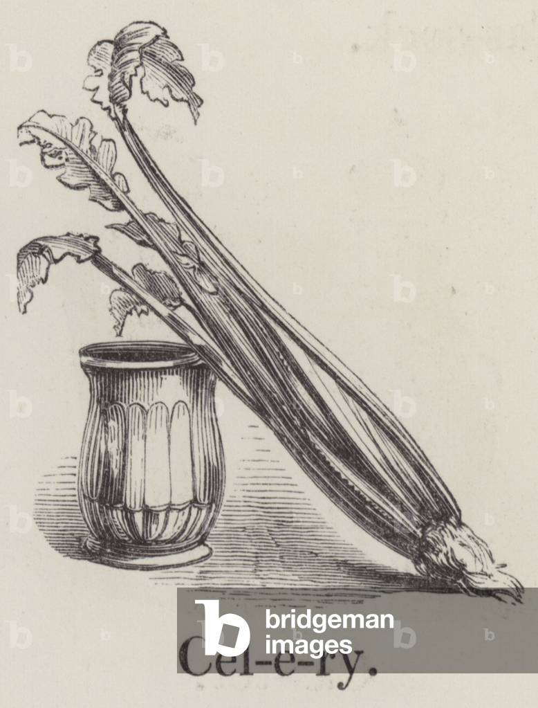 Celery (engraving)