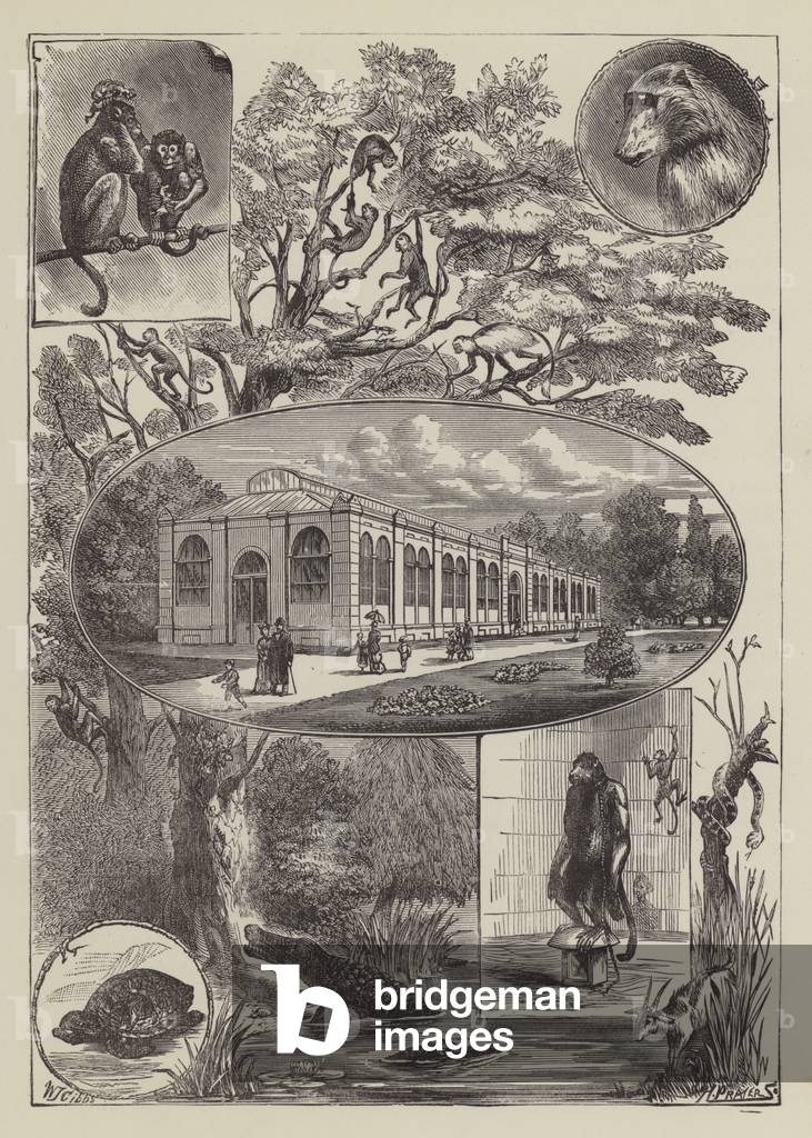 Monkey House, London Zoo, Regent's Park (engraving)