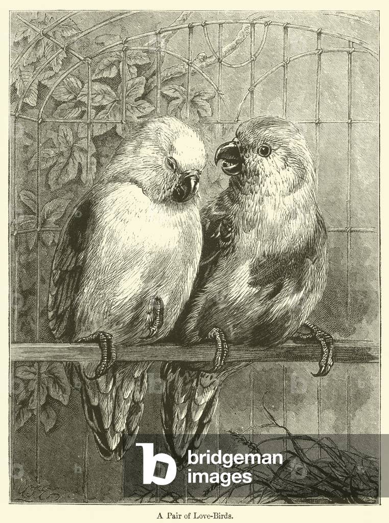 A Pair of Love-Birds (engraving)