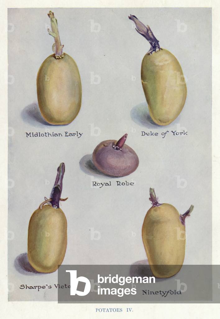 Vegetable Grower's Guide: Potatoes (colour litho)