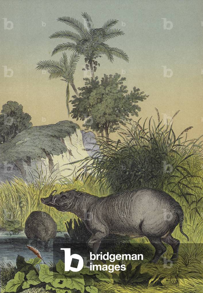 Animals and plants of the islands of Southern Asia (colour litho)