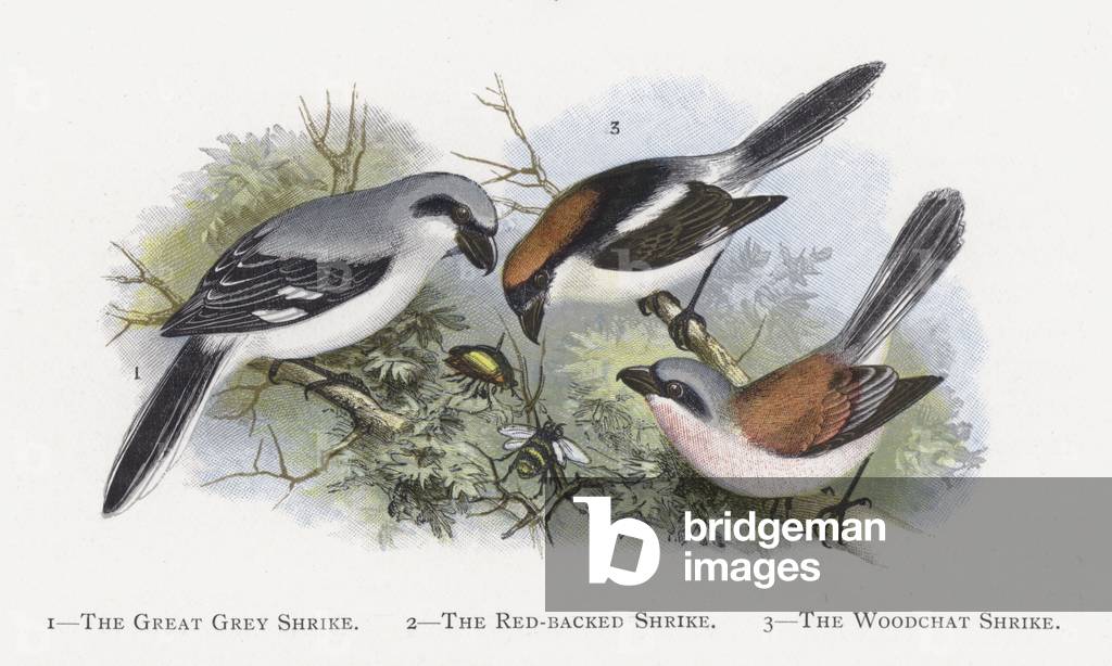 The Great Grey Shrike, The Red-backed Shrike, The Woodchat Shrike (chromolitho)