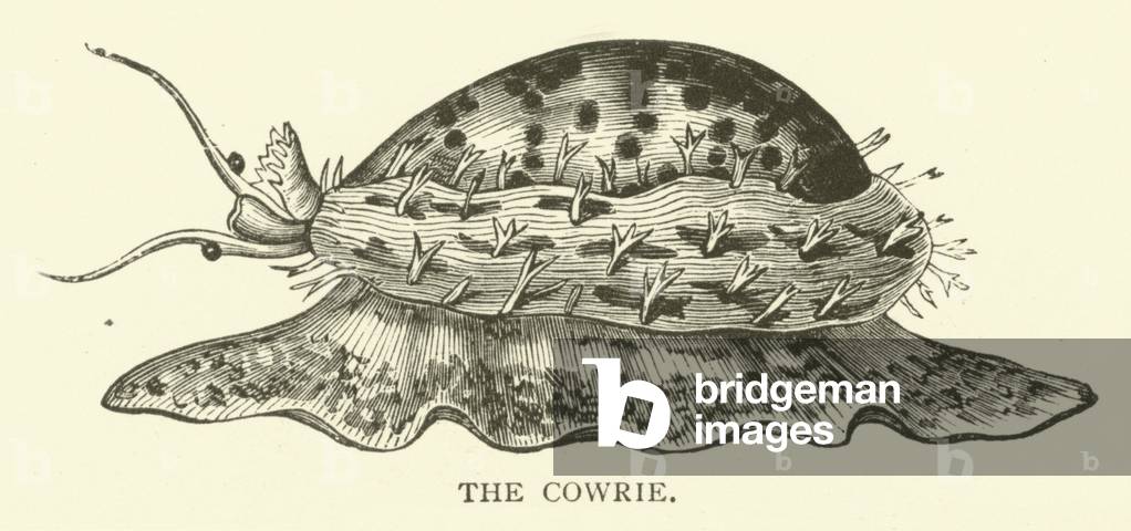 The Cowrie (engraving)