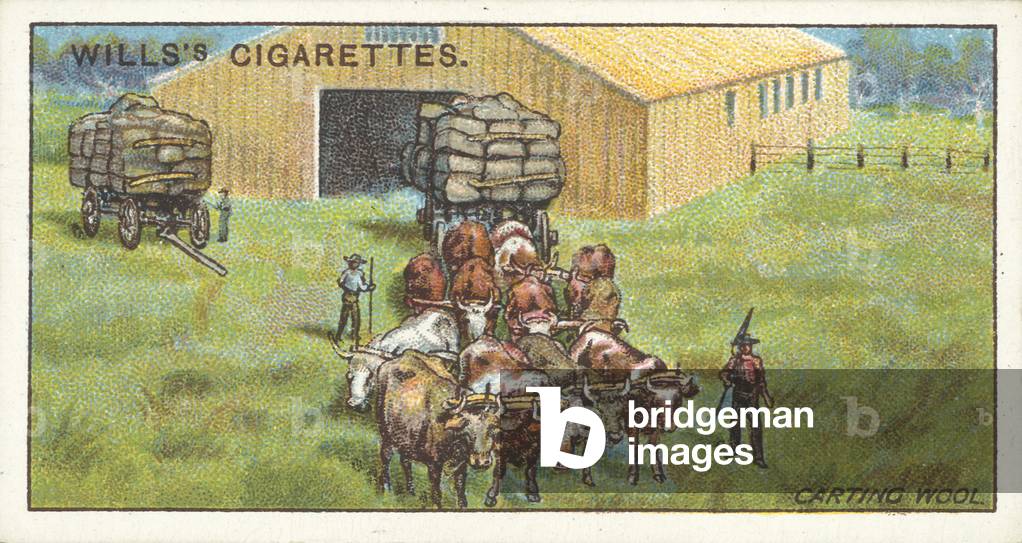 Australia, Carting Wool from the Shed (chromolitho)
