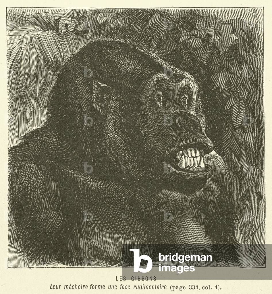 Les Gibbons (engraving)