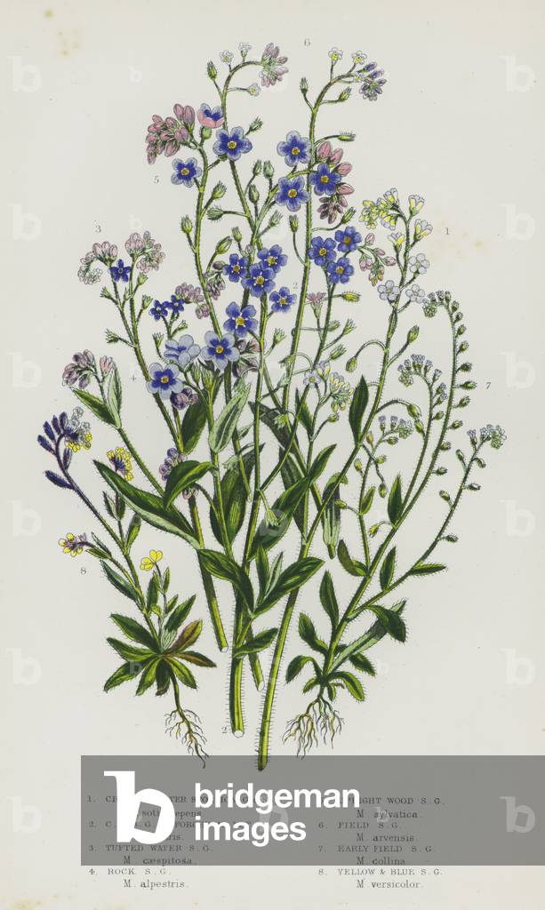 The Flowering Plants of Great Britain, c.1880 (litho)