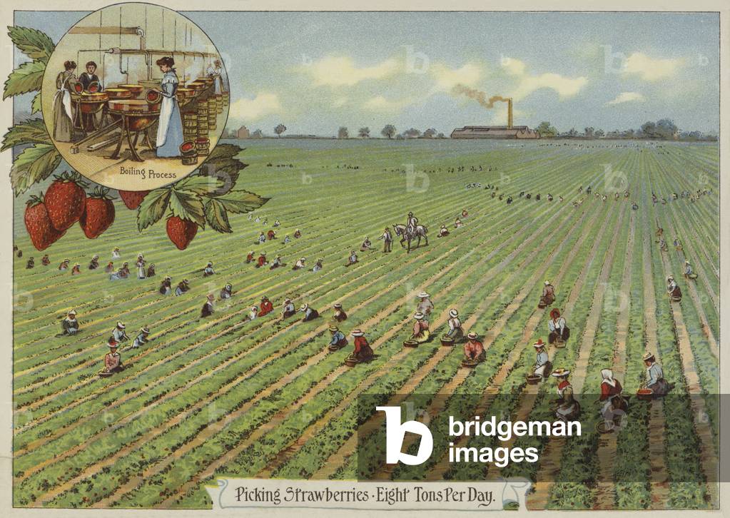 Picking strawberries (colour litho)