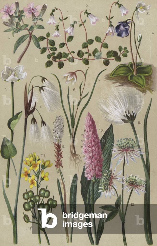 Alpine flora (chromolitho)