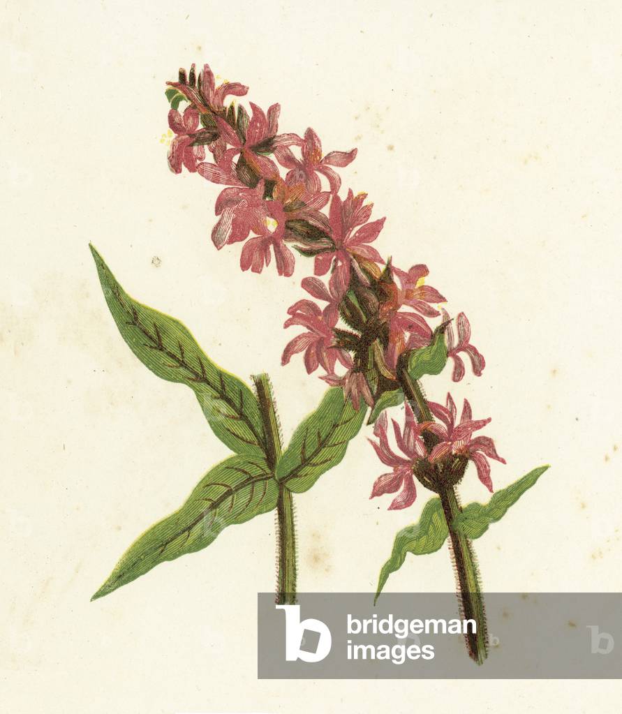 Spiked Purple Loosestrife, Lythrum Salicaria (colour litho)