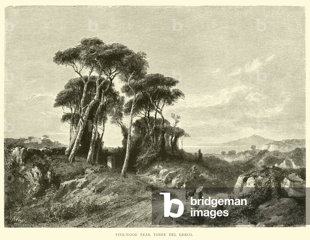 Pine-wood near Torre del Greco (engraving)